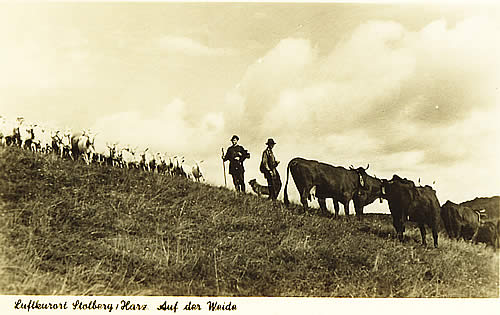 Herdentreffen 